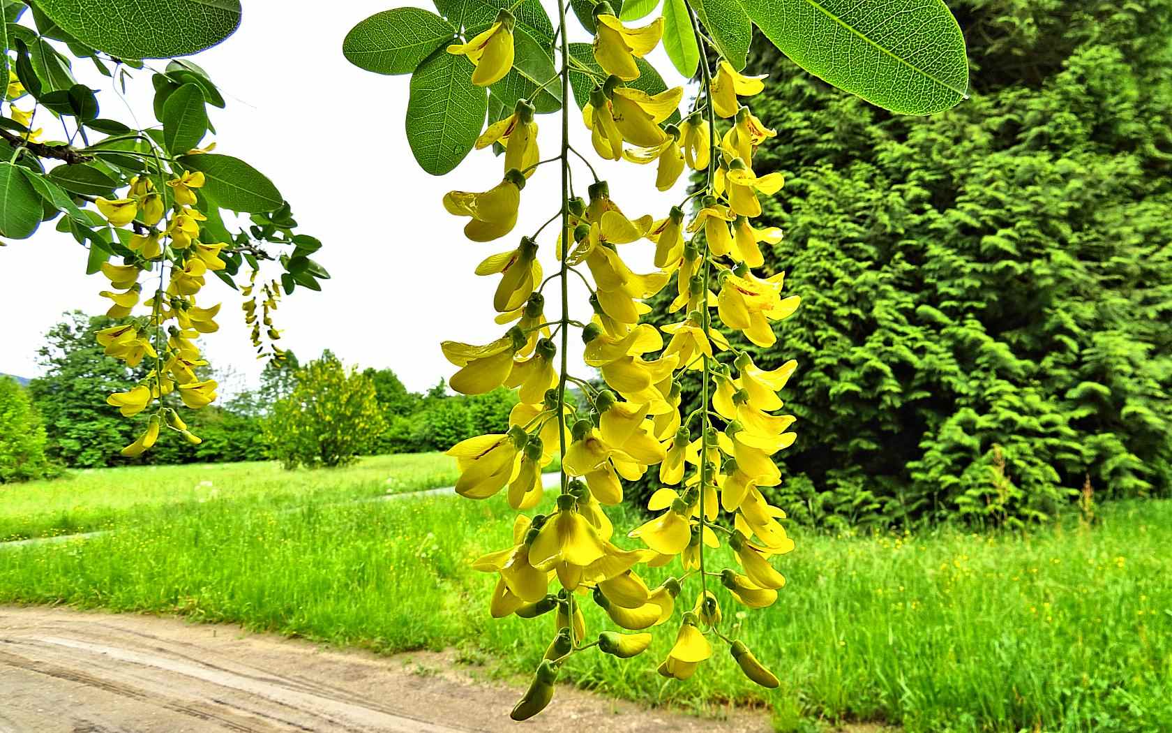 Le ultime arrivate tra le piante gi� fiorite